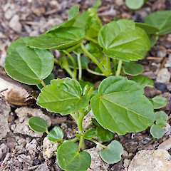 Seedlings about one month old.<br>Photographer: Jeremy R. Rolfe, Date taken: 13/11/2007, Licence: <a target='_blank' href='https://creativecommons.org/licenses/by/4.0'>CC BY</a>. <a class='member-message' href='/nzpcn/why-join-nzpcn/' target='_blank'>Members can view a larger version of this image.</a>
