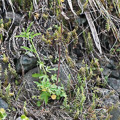 North Cape.<br>Photographer: Jeremy R. Rolfe, Date taken: 21/09/2011, Licence: <a target='_blank' href='https://creativecommons.org/licenses/by/4.0'>CC BY</a>. <a class='member-message' href='/nzpcn/why-join-nzpcn/' target='_blank'>Members can view a larger version of this image.</a>