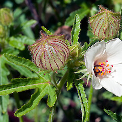 In cultivation.<br>Photographer: Jeremy R. Rolfe, Date taken: 20/01/2011, Licence: <a target='_blank' href='https://creativecommons.org/licenses/by/4.0'>CC BY</a>. <a class='member-message' href='/nzpcn/why-join-nzpcn/' target='_blank'>Members can view a larger version of this image.</a>