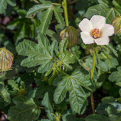 In cultivation.<br>Photographer: Jeremy R. Rolfe, Date taken: 24/02/2013, Licence: <a target='_blank' href='https://creativecommons.org/licenses/by/4.0'>CC BY</a>. <a class='member-message' href='/nzpcn/why-join-nzpcn/' target='_blank'>Members can view a larger version of this image.</a>