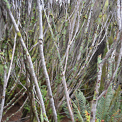 Campbell Island.<br>Photographer: Jane Gosden, Licence: <a target='_blank' href='https://creativecommons.org/licenses/by-nc-sa/4.0'>CC BY-NC-SA</a>.