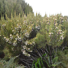 Campbell Island.<br>Photographer: Jane Gosden, Licence: <a target='_blank' href='https://creativecommons.org/licenses/by-nc-sa/4.0'>CC BY-NC-SA</a>.