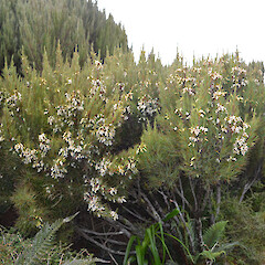 Campbell Island.<br>Photographer: Jane Gosden, Licence: <a target='_blank' href='https://creativecommons.org/licenses/by-nc-sa/4.0'>CC BY-NC-SA</a>. <a class='member-message' href='/nzpcn/why-join-nzpcn/' target='_blank'>Members can view a larger version of this image.</a>