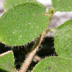 Coprosma pseudociliata
