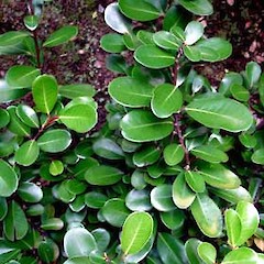 Pseudowintera insperata branching habit, Ex Cult. Bream Head (grown at University of Auckland), November 2005.<br>Photographer: Peter J de Lange, Licence: <a target='_blank' href='https://creativecommons.org/licenses/by-nc/4.0'>CC BY-NC</a>.