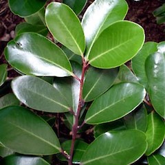 Close up of foliage (top side) of Pseudowintera insperata, Ex Cult. Bream Head (grown at University of Auckland), November 2005.<br>Photographer: Peter J de Lange, Licence: <a target='_blank' href='https://creativecommons.org/licenses/by-nc/4.0'>CC BY-NC</a>.