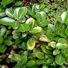 Growth habit of Pseudowintera insperata, Ex Cult. Bream Head, (grown at University of Auckland), November 2005.<br>Photographer: Peter J de Lange, Licence: <a target='_blank' href='https://creativecommons.org/licenses/by-nc/4.0'>CC BY-NC</a>.