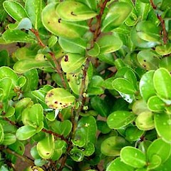 Pseudowintera insperata.<br>Photographer: Peter J de Lange, Licence: <a target='_blank' href='https://creativecommons.org/licenses/by-nc/4.0'>CC BY-NC</a>.
