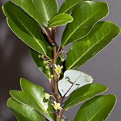 Pseudowintera insperata flowers. In cultivation ex Bream Head.<br>Photographer: Jeremy R. Rolfe, Date taken: 04/07/2006, Licence: <a target='_blank' href='https://creativecommons.org/licenses/by/4.0'>CC BY</a>. <a class='member-message' href='/nzpcn/why-join-nzpcn/' target='_blank'>Members can view a larger version of this image.</a>