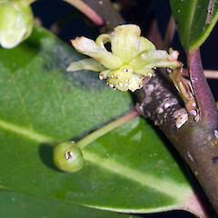 Pseudowintera insperata close up of flower. In cultivation ex Bream Head.<br>Photographer: Jeremy R. Rolfe, Date taken: 04/07/2006, Licence: <a target='_blank' href='https://creativecommons.org/licenses/by/4.0'>CC BY</a>. <a class='member-message' href='/nzpcn/why-join-nzpcn/' target='_blank'>Members can view a larger version of this image.</a>