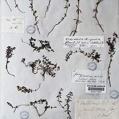 Type specimen at Kew, collected from Falkland Island.<br>Photographer: Ewen Cameron, Licence: <a target='_blank' href='https://creativecommons.org/licenses/by-nc/4.0'>CC BY-NC</a>. <a class='member-message' href='/nzpcn/why-join-nzpcn/' target='_blank'>Members can view a larger version of this image.</a>