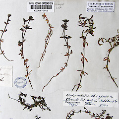 Type specimen at Kew, collected from Falkland Island.<br>Photographer: Ewen Cameron, Licence: <a target='_blank' href='https://creativecommons.org/licenses/by-nc/4.0'>CC BY-NC</a>. <a class='member-message' href='/nzpcn/why-join-nzpcn/' target='_blank'>Members can view a larger version of this image.</a>