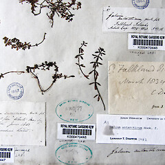 Type specimen at Kew, collected from Falkland Island.<br>Photographer: Ewen Cameron, Licence: <a target='_blank' href='https://creativecommons.org/licenses/by-nc/4.0'>CC BY-NC</a>. <a class='member-message' href='/nzpcn/why-join-nzpcn/' target='_blank'>Members can view a larger version of this image.</a>