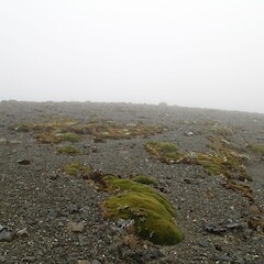 Varne Plateau, Macquarie Island.<br>Photographer: Jane Gosden, Date taken: 05/01/2016, Licence: <a target='_blank' href='https://creativecommons.org/licenses/by-nc-sa/4.0'>CC BY-NC-SA</a>. <a class='member-message' href='/nzpcn/why-join-nzpcn/' target='_blank'>Members can view a larger version of this image.</a>
