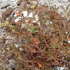 Persicaria prostrata.<br>Photographer: John F. Hobbs, Licence: All rights reserved.