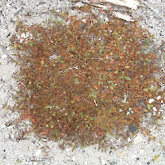 Persicaria prostrata.<br>Photographer: John F. Hobbs, Licence: All rights reserved.