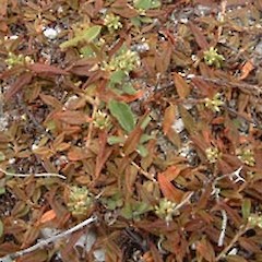 Persicaria prostrata.<br>Photographer: John F. Hobbs, Licence: All rights reserved.