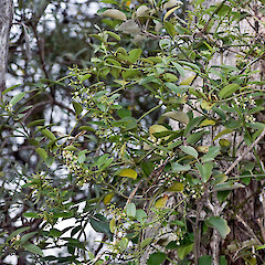 Zion Hill, Karekare.<br>Photographer: Jeremy R. Rolfe, Date taken: 25/10/2007, Licence: <a target='_blank' href='https://creativecommons.org/licenses/by/4.0'>CC BY</a>. <a class='member-message' href='/nzpcn/why-join-nzpcn/' target='_blank'>Members can view a larger version of this image.</a>