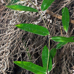 Zion Hill, Karekare.<br>Photographer: Jeremy R. Rolfe, Date taken: 25/10/2007, Licence: <a target='_blank' href='https://creativecommons.org/licenses/by/4.0'>CC BY</a>. <a class='member-message' href='/nzpcn/why-join-nzpcn/' target='_blank'>Members can view a larger version of this image.</a>
