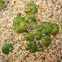 Hydrocotyle novae-zeelandiae var. montana