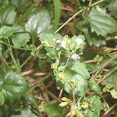 Veronica plebeia