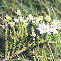 Mt Peel, Nelson, Jan.<br>Photographer: John Smith-Dodsworth, Licence: <a target='_blank' href='https://creativecommons.org/licenses/by-nc/4.0'>CC BY-NC</a>.