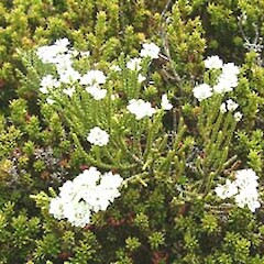 Veronica hectorii subsp. coarctata