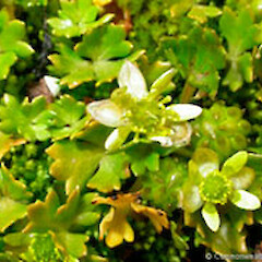 Ranunculus crassipes