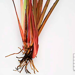 Rhizomes and leaf bases. Kopouatai, Ex Cultivated.<br>Photographer: Peter B. Heenan, Licence: <a target='_blank' href='https://creativecommons.org/licenses/by-nc/4.0'>CC BY-NC</a>.