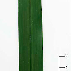 Section of leaf. Kopouatai, Ex Cultivated.<br>Photographer: Peter B. Heenan, Licence: <a target='_blank' href='https://creativecommons.org/licenses/by-nc/4.0'>CC BY-NC</a>.
