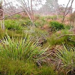Dianella haematica in restiad bog habitat, Moanatuatua Scientific Reserve.<br>Photographer: Peter B. Heenan, Date taken: 05/10/2005, Licence: <a target='_blank' href='https://creativecommons.org/licenses/by-nc/4.0'>CC BY-NC</a>.