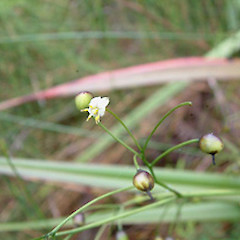 Hauraki swamp, Dec.<br>Photographer: John Smith-Dodsworth, Licence: <a target='_blank' href='https://creativecommons.org/licenses/by-nc/4.0'>CC BY-NC</a>.