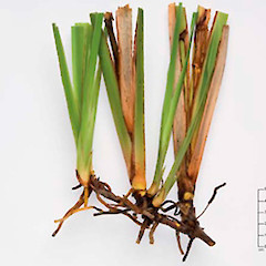 Rhizomes and leaf bases. Waima Forest.<br>Photographer: Peter B. Heenan, Licence: <a target='_blank' href='https://creativecommons.org/licenses/by-nc/4.0'>CC BY-NC</a>.