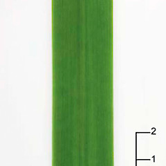 Section of leaf. Waima Forest.<br>Photographer: Peter B. Heenan, Licence: <a target='_blank' href='https://creativecommons.org/licenses/by-nc/4.0'>CC BY-NC</a>.