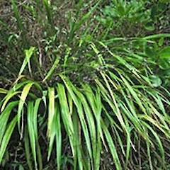A fruiting plant in the wild, Waima Forest (Type Specimen).<br>Photographer: Peter J de Lange, Date taken: 12/02/2001, Licence: <a target='_blank' href='https://creativecommons.org/licenses/by-nc/4.0'>CC BY-NC</a>.