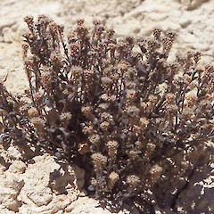 Close up, Lepidium solandri, Springvale, Central Otago.<br>Photographer: John Barkla, Licence: <a target='_blank' href='https://creativecommons.org/licenses/by/4.0'>CC BY</a>. <a class='member-message' href='/nzpcn/why-join-nzpcn/' target='_blank'>Members can view a larger version of this image.</a>