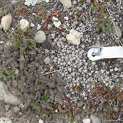 Pisa Flats, Central Otago.<br>Photographer: Trudy Anderson, Licence: <a target='_blank' href='https://creativecommons.org/licenses/by-sa/4.0'>CC BY-SA</a>. <a class='member-message' href='/nzpcn/why-join-nzpcn/' target='_blank'>Members can view a larger version of this image.</a>