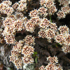 Male flowers, Patearoa.<br>Photographer: John Barkla, Licence: <a target='_blank' href='https://creativecommons.org/licenses/by/4.0'>CC BY</a>. <a class='member-message' href='/nzpcn/why-join-nzpcn/' target='_blank'>Members can view a larger version of this image.</a>