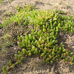 Sandy Point on the shore of New River Estuary, Invercargill.<br>Photographer: Alice Shanks, Date taken: 01/04/2010, Licence: <a target='_blank' href='https://creativecommons.org/licenses/by-sa/4.0'>CC BY-SA</a>. <a class='member-message' href='/nzpcn/why-join-nzpcn/' target='_blank'>Members can view a larger version of this image.</a>