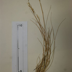 Rytidosperma tenue.<br>Photographer: Mike Thorsen, Licence: All rights reserved.