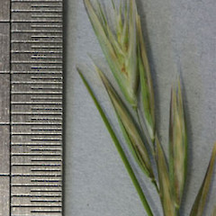 Macraes Flat, spikelets.<br>Photographer: Mike Thorsen, Licence: All rights reserved.