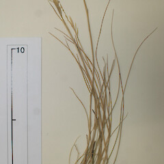 Rytidosperma tenue.<br>Photographer: Mike Thorsen, Licence: All rights reserved. <a class='member-message' href='/nzpcn/why-join-nzpcn/' target='_blank'>Members can view a larger version of this image.</a>
