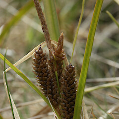 Carex calcis