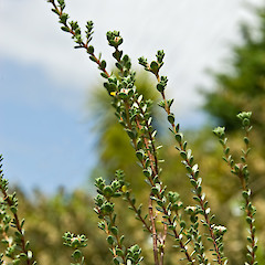 In cultivation ex Himatangi.<br>Photographer: Jeremy R. Rolfe, Date taken: 03/11/2008, Licence: <a target='_blank' href='https://creativecommons.org/licenses/by/4.0'>CC BY</a>.