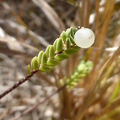 fruiting, in situ Himatangi dunes.<br>Photographer: Colin C. Ogle, Date taken: 27/02/2015, Licence: <a target='_blank' href='https://creativecommons.org/licenses/by-nc/4.0'>CC BY-NC</a>.