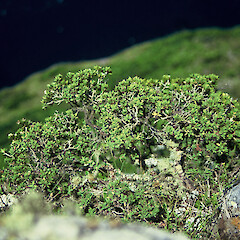 South West Island, December 1995.<br>Photographer: Peter J de Lange, Licence: <a target='_blank' href='https://creativecommons.org/licenses/by-nc/4.0'>CC BY-NC</a>. <a class='member-message' href='/nzpcn/why-join-nzpcn/' target='_blank'>Members can view a larger version of this image.</a>
