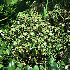 South West Island, December 1995.<br>Photographer: Peter J de Lange, Licence: <a target='_blank' href='https://creativecommons.org/licenses/by-nc/4.0'>CC BY-NC</a>. <a class='member-message' href='/nzpcn/why-join-nzpcn/' target='_blank'>Members can view a larger version of this image.</a>