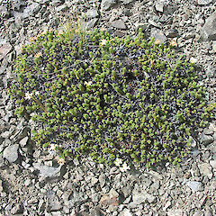 Mt Cerberus, Livingstone Range.<br>Photographer: Mike Thorsen, Licence: All rights reserved. <a class='member-message' href='/nzpcn/why-join-nzpcn/' target='_blank'>Members can view a larger version of this image.</a>
