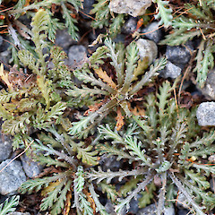 Leptinella conjuncta.<br>Photographer: Peter B. Heenan, Licence: <a target='_blank' href='https://creativecommons.org/licenses/by-nc/4.0'>CC BY-NC</a>.
