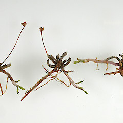 Leptinella conjuncta.<br>Photographer: Peter B. Heenan, Licence: <a target='_blank' href='https://creativecommons.org/licenses/by-nc/4.0'>CC BY-NC</a>.